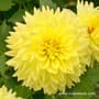 Thumbnail Image for 230964-1