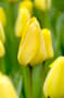 Thumbnail Image for 223604-1