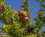 Thumbnail Image for 113080-4