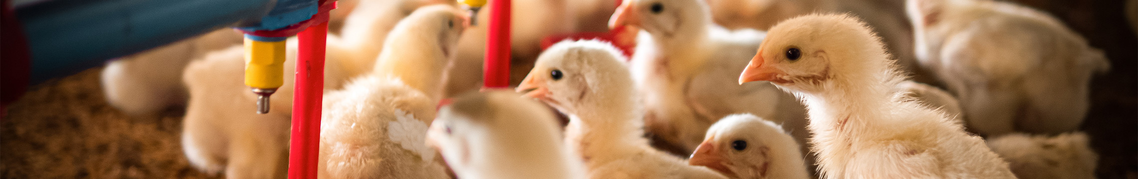 Chicken Feed Banner