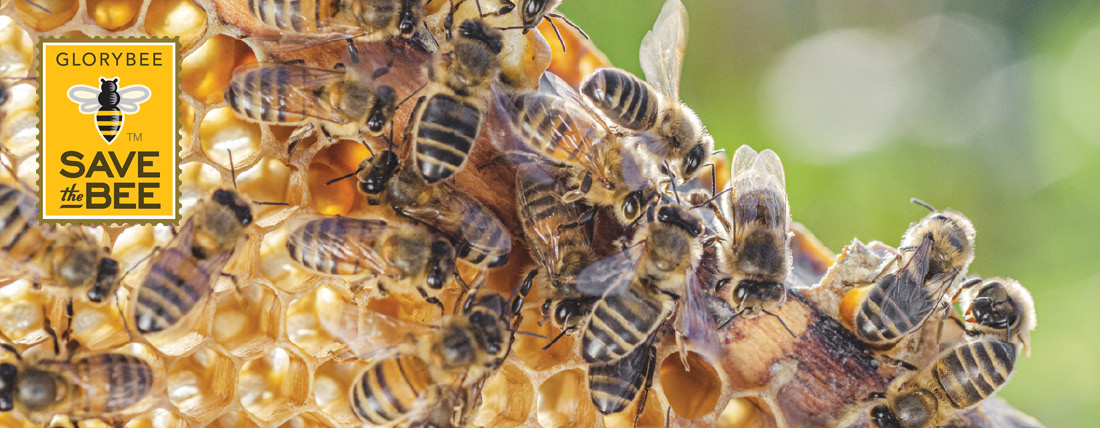 Bees on a honeycomb and GloryBee Save the Bee logo.