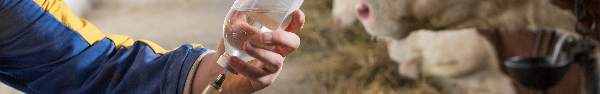 Cows receiving inoculations in a barn