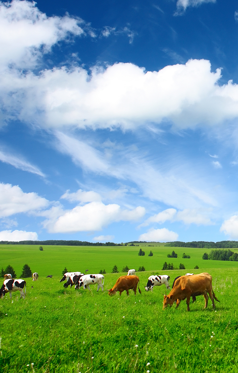 Cows grazing in a pasture