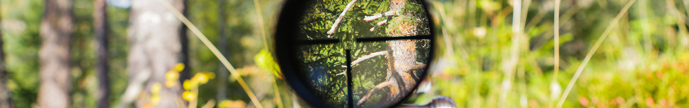 View of brush through a rifle scope