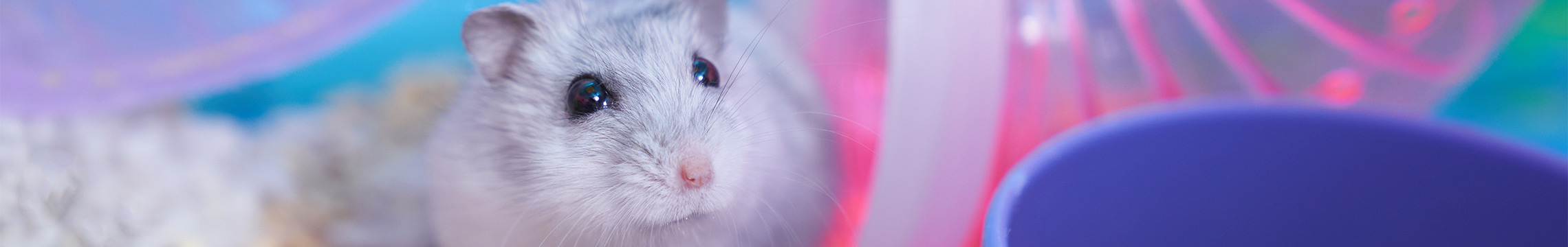 Grey pet hamster on wood bedding