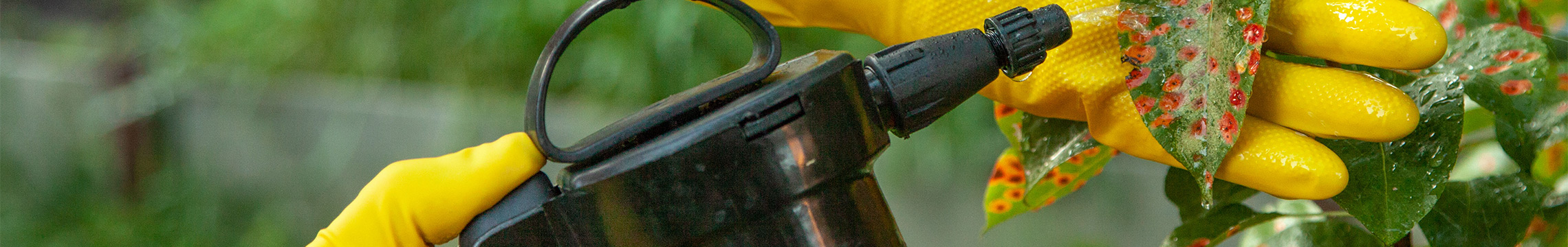 Yellow rubber gloves holding a spotted leaf while being treated with an orange sprayer