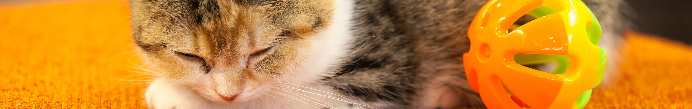 Tabby cat sitting on an orange chair