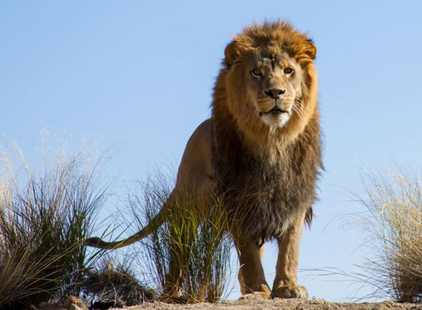 Masai the Lion